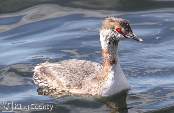 Photo of Podiceps auritus